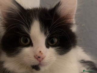 Mixed Breed cats beautiful male kitten for sale - Advert 1