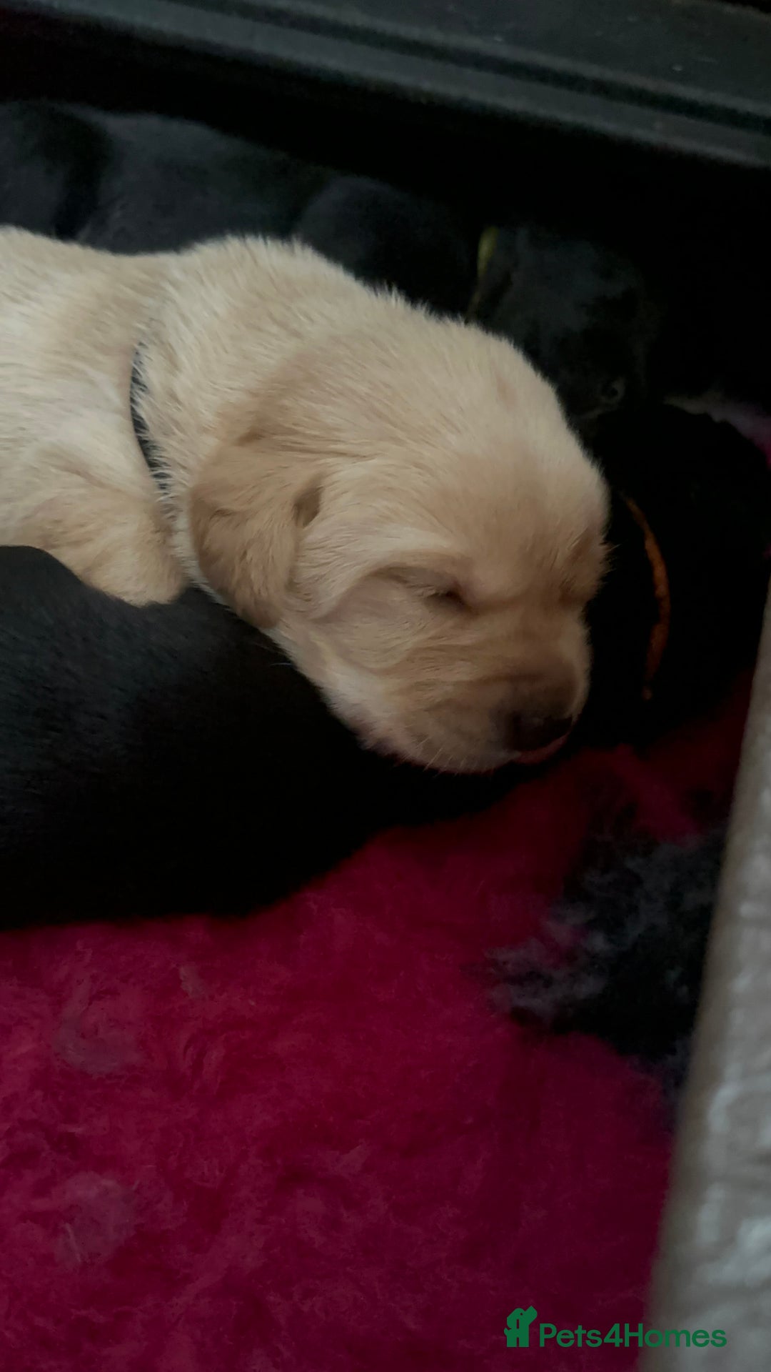Labrador Retriever dogs for sale: Stunning KC Registered FoxRed/Black Labrador Pups  - Image 5