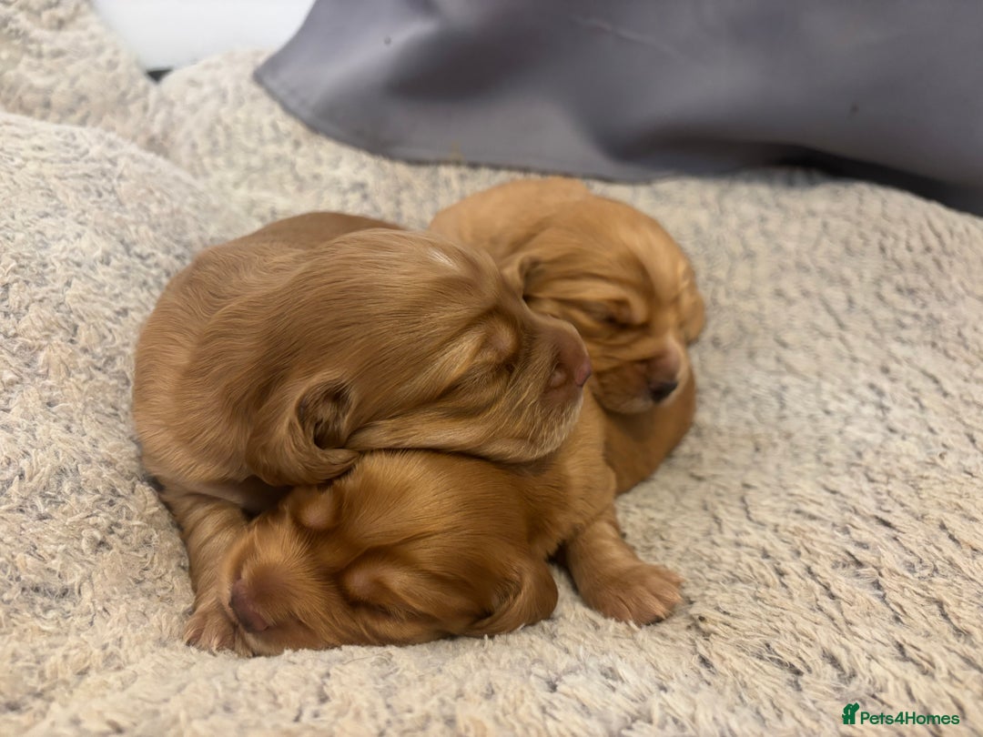 Cocker Spaniel dogs for sale: Working fox red/ginger cocker spaniels  - Image 21