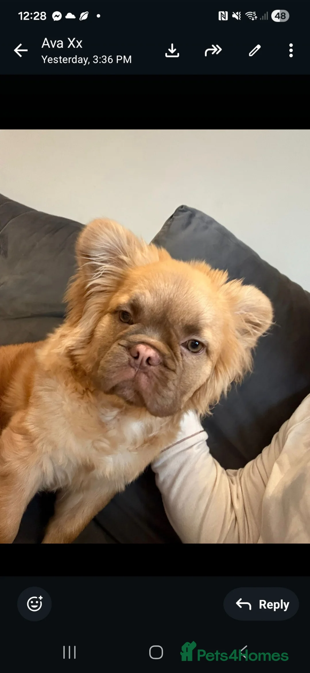 Mixed Breed dogs for sale: Baby bear in Liverpool - Advert 2