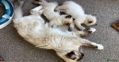 Ragdoll cats - Advert 8