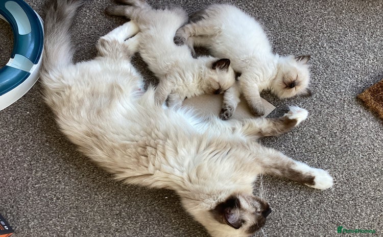 Ragdoll cats - Advert 14