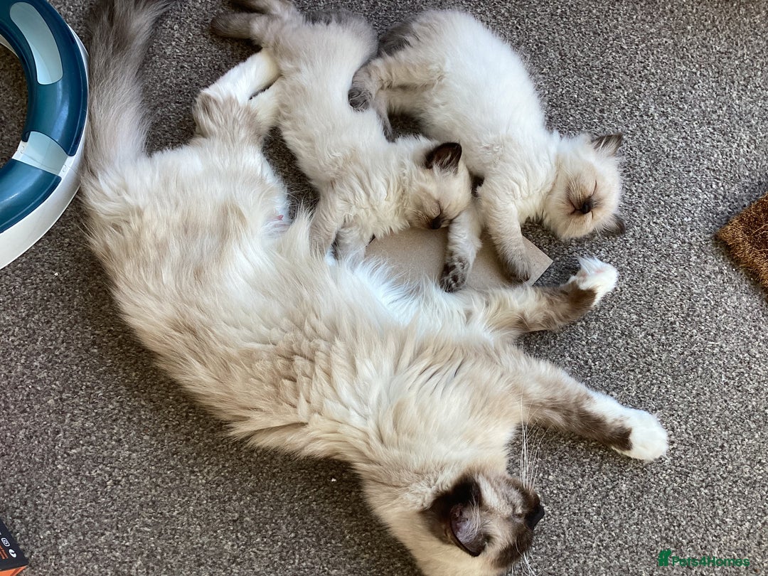 Ragdoll cats for sale: Adorable Ragdoll Kittens - Image 4