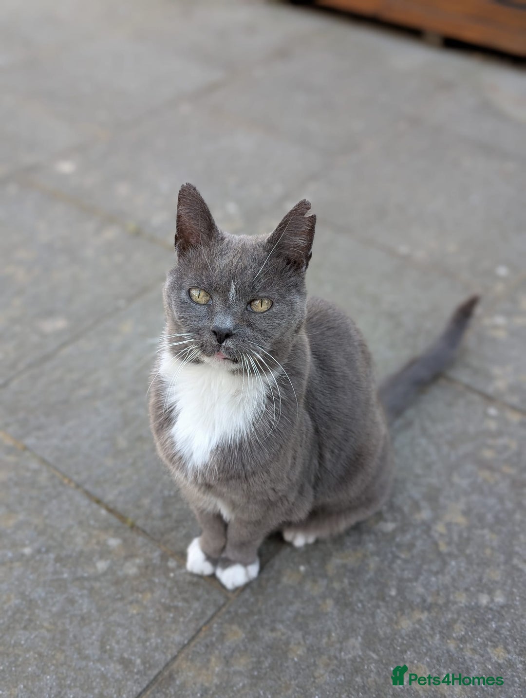 Siamese cats for sale: Older Siamese X seeking forever home - Advert 2