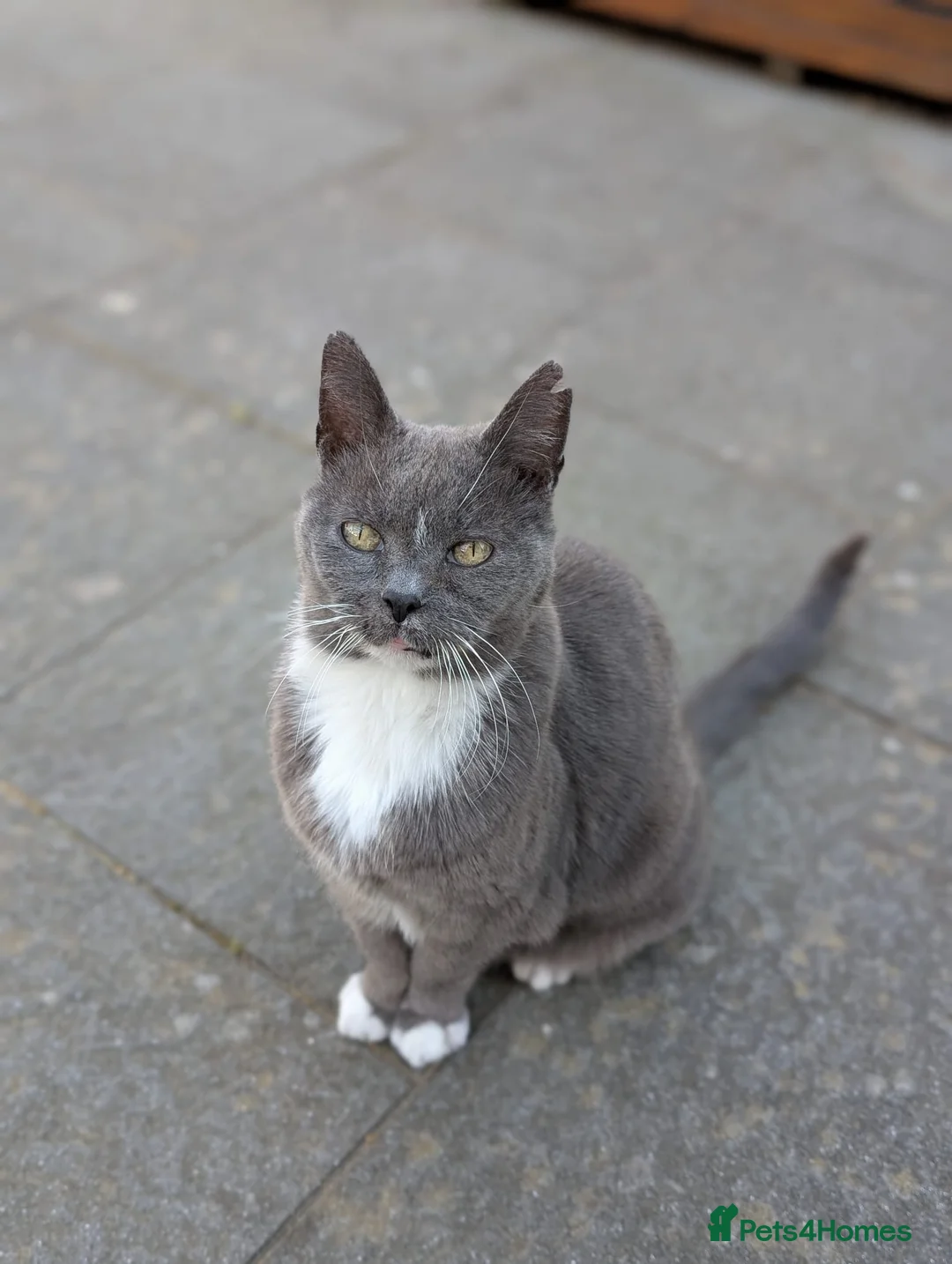 Siamese cats for sale: Older Siamese X seeking forever home - Advert 2