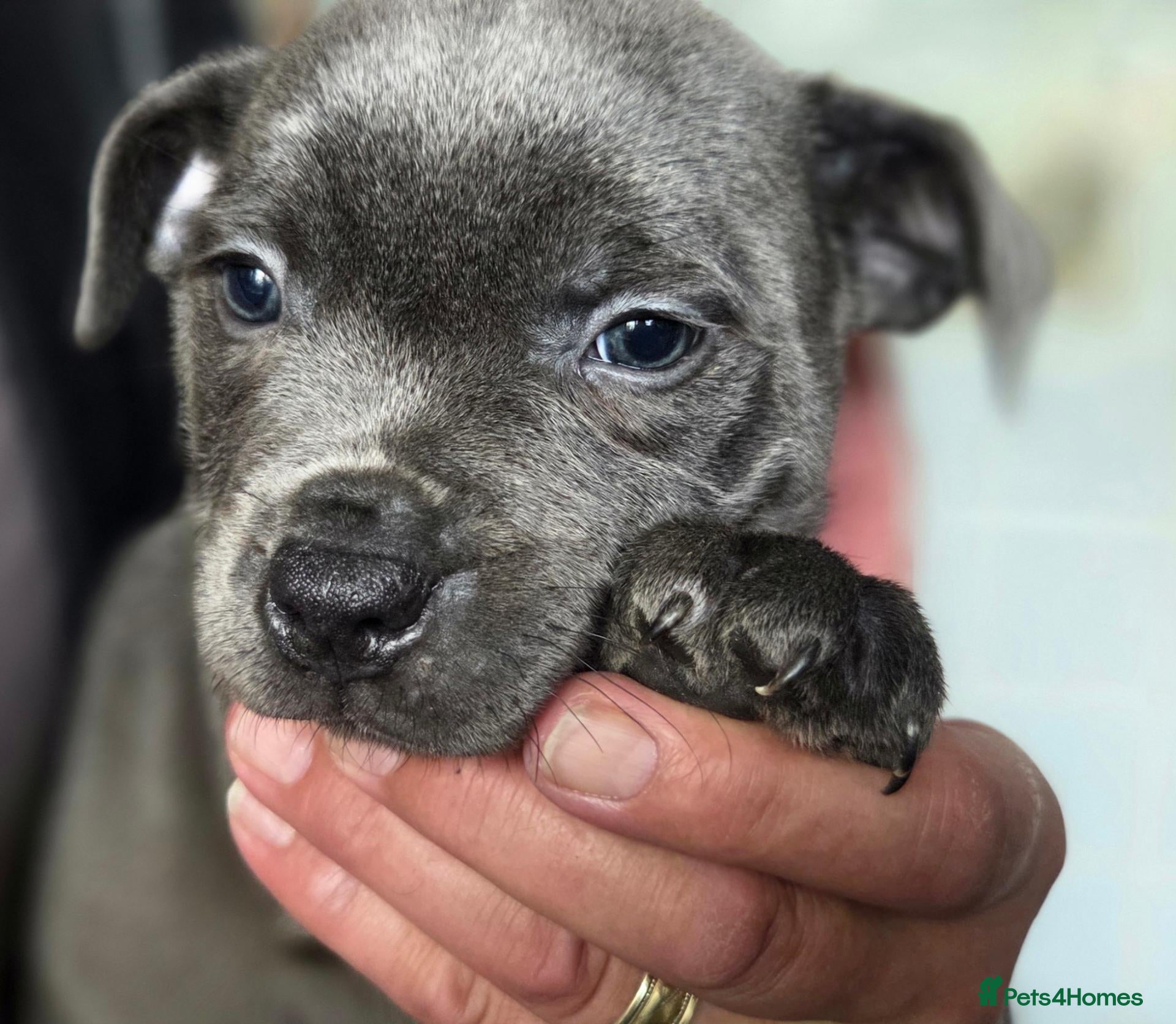 Staffordshire Bull Terrier dogs LAST KC Blue StaffordshireBullTerrier Pup - Advert 2