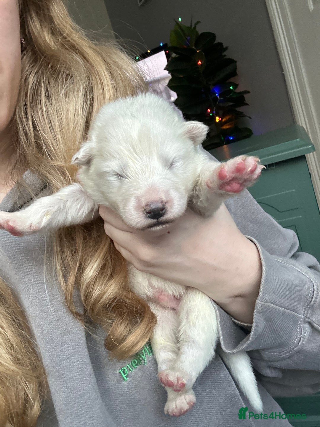 Samoyed dogs for sale: Adorable Samoyed puppies available to reserve!  - Advert 13