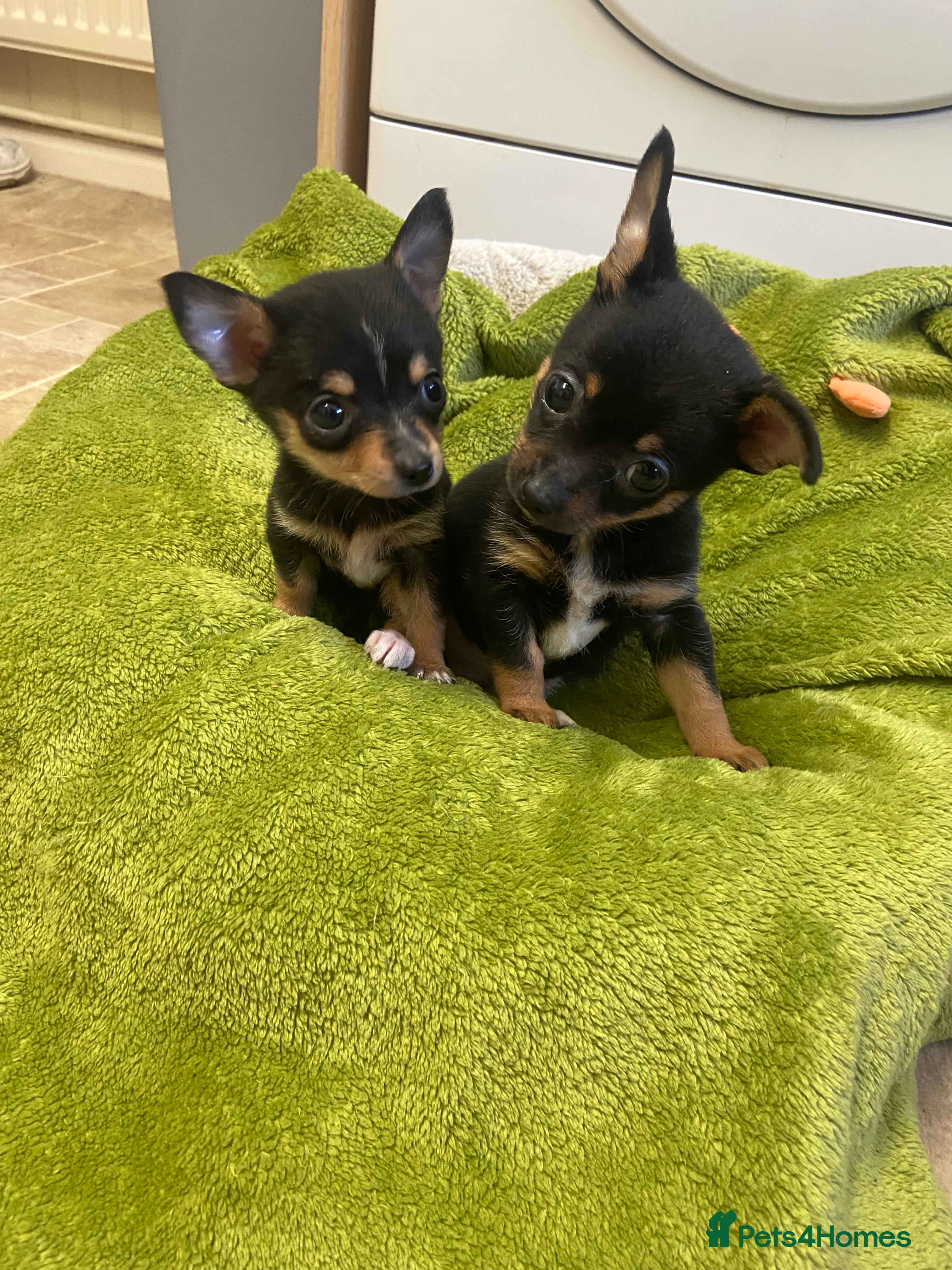 Chihuahua dogs 2 male chi pups for sale derby - Advert 5