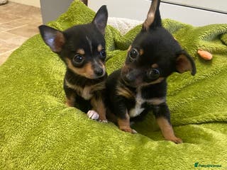 Chihuahua dogs 1 male chi pup for sale derby (1 left) - Advert 10