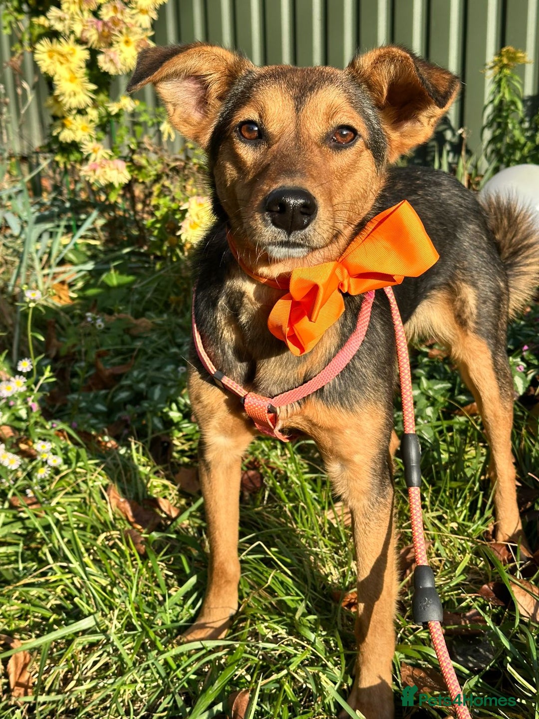Mixed Breed dogs for adoption: ❤️🐶 RAPUNZEL – 1 year old gentle model❤️🐶  - Advert 3