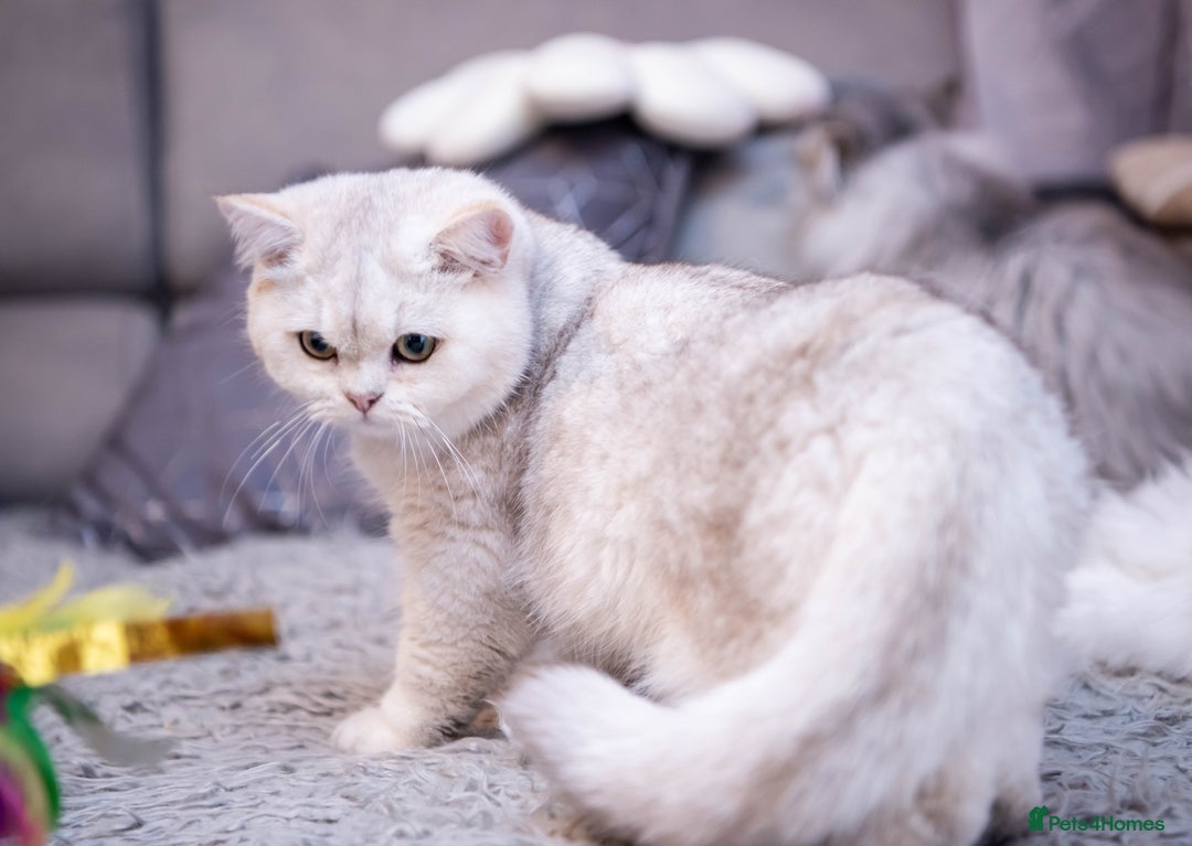British Shorthair cats for stud: ❤ British Short Hair Active Stud ❤ Champion ❤ in Doncaster - Advert 38