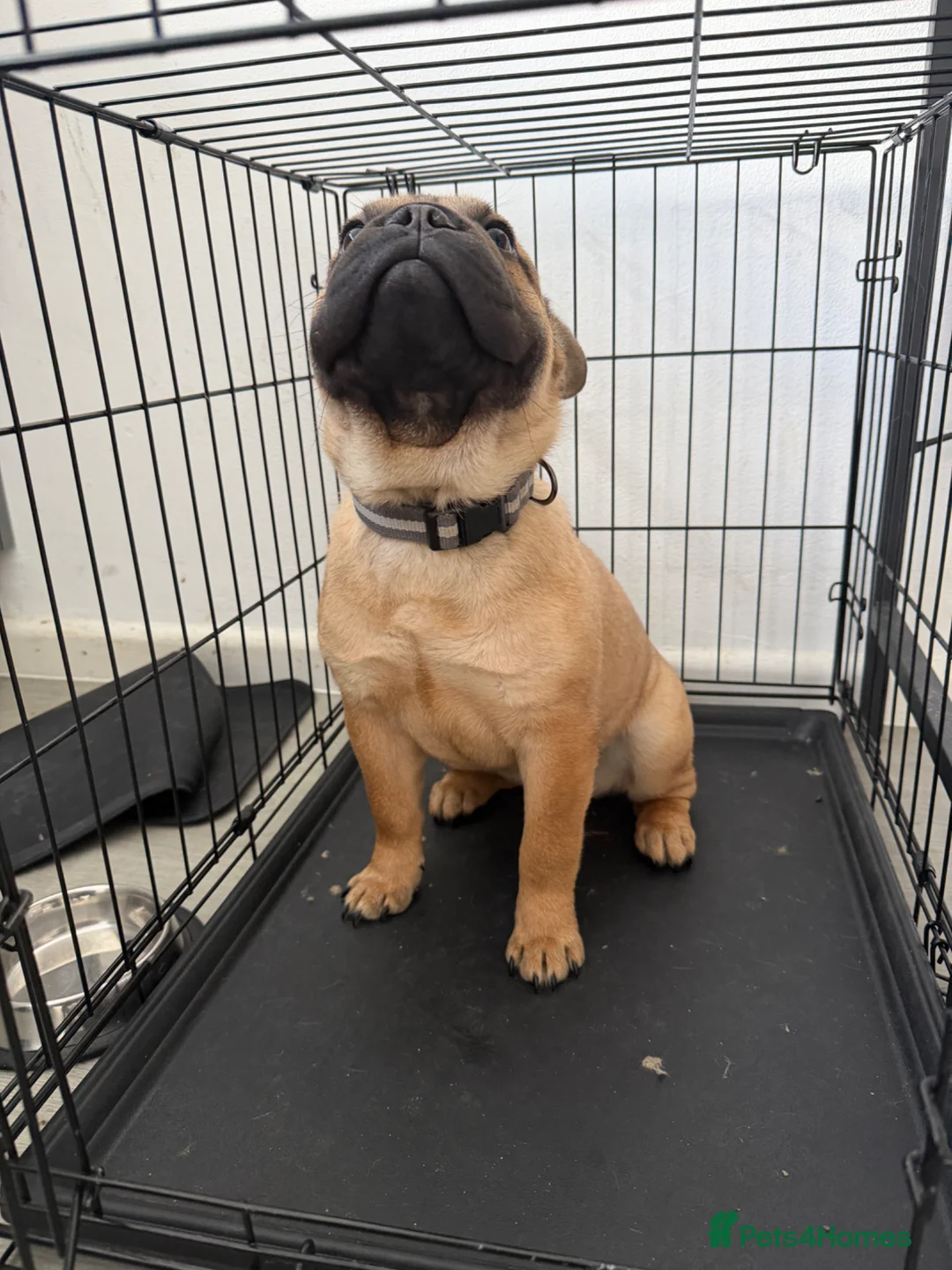 Mixed Breed dogs for sale: French Bull + Sharpei in Birmingham - Advert 4