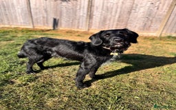 Labradoodle dogs for stud: F1b Miniature Labradoodle (Fully Health Tested) - Image 15