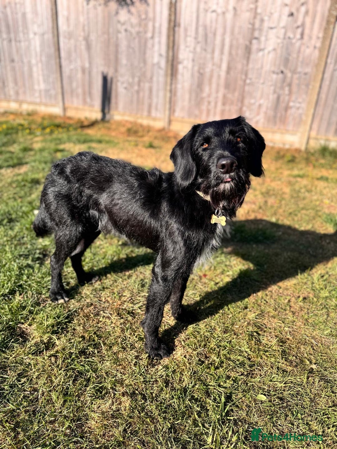 Labradoodle dogs for stud: F1b Miniature Labradoodle (Fully Health Tested) - Image 15