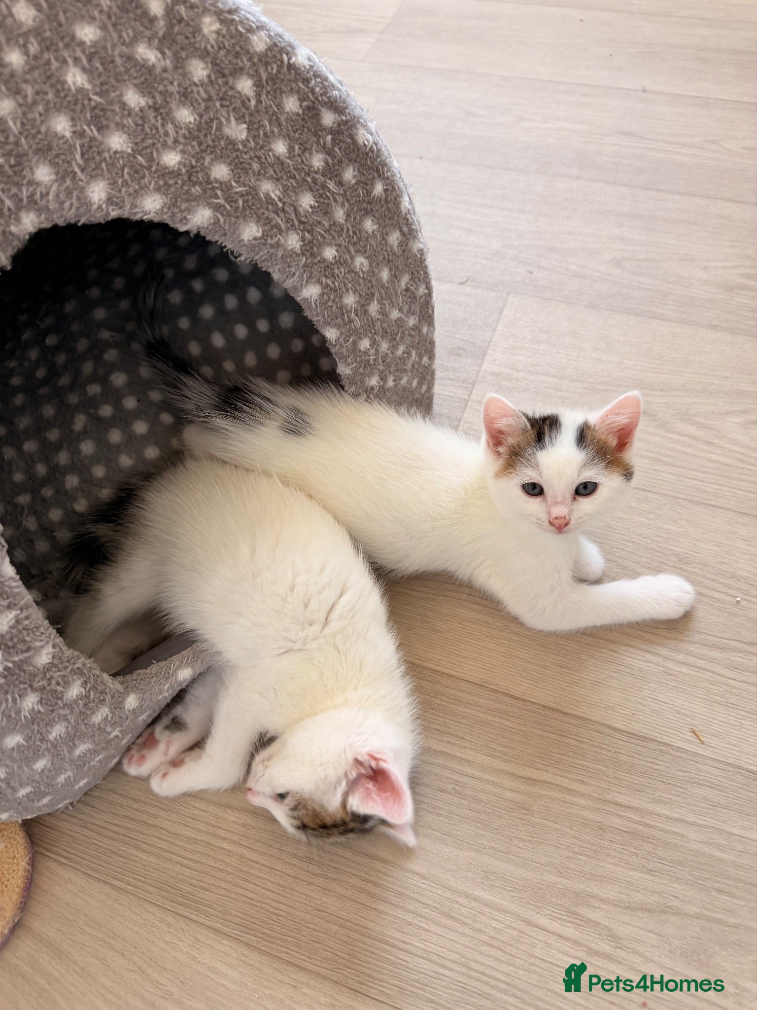 Mixed Breed cats 2 little kittens looking for forever homes  - Advert 1