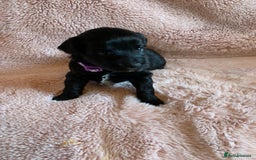 Schnoodle dogs for sale: LAst GIRL REDUCED READY NOW  - Image 27