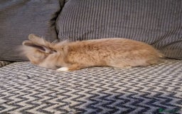 Lionhead rabbits for sale: Lionhead baby rabbits  - Image 10