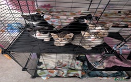 Domestic Shorthair cats for sale: Kittens for sale - Image 2
