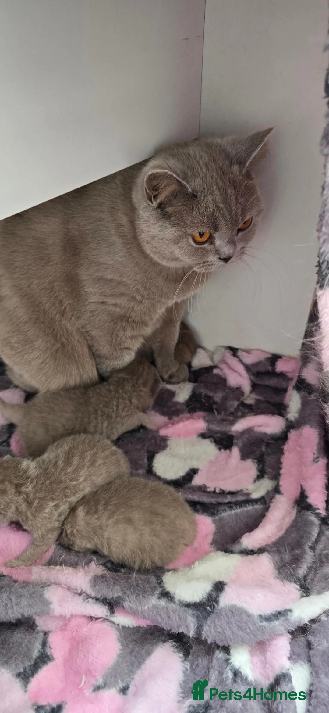 British Shorthair cats for sale: GCCF ACTIVE MALE LILAC BRITISH SHORTHAIR  - Advert 2