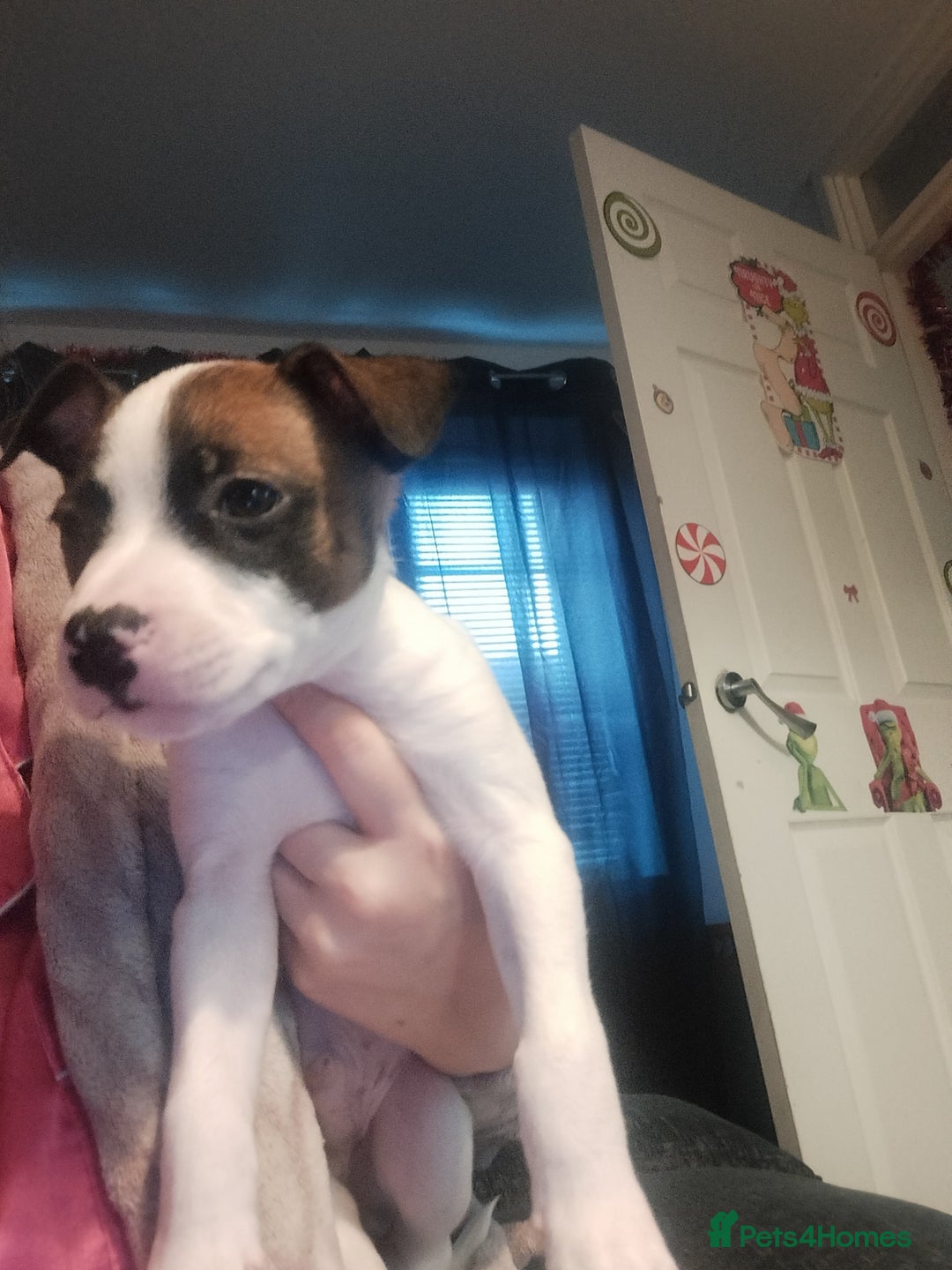 Mixed Breed dogs for sale: Cute litter of puppies  - Advert 7