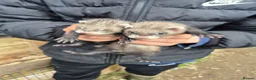 Ferret rodents for sale: Ferret kits  for sale  - Advert 2