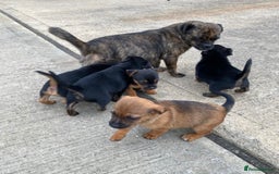 Jug dogs for sale: Jug puppies - Image 8
