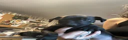 Patterdale Terrier dogs for sale: Patterdale Terriers Pups For Sale  - Advert 5