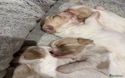 Cavapoochon dogs for sale: ⭐️1 CAVAPOOCHON in Cheshire (KC DAD) ready now✅ - Image 13