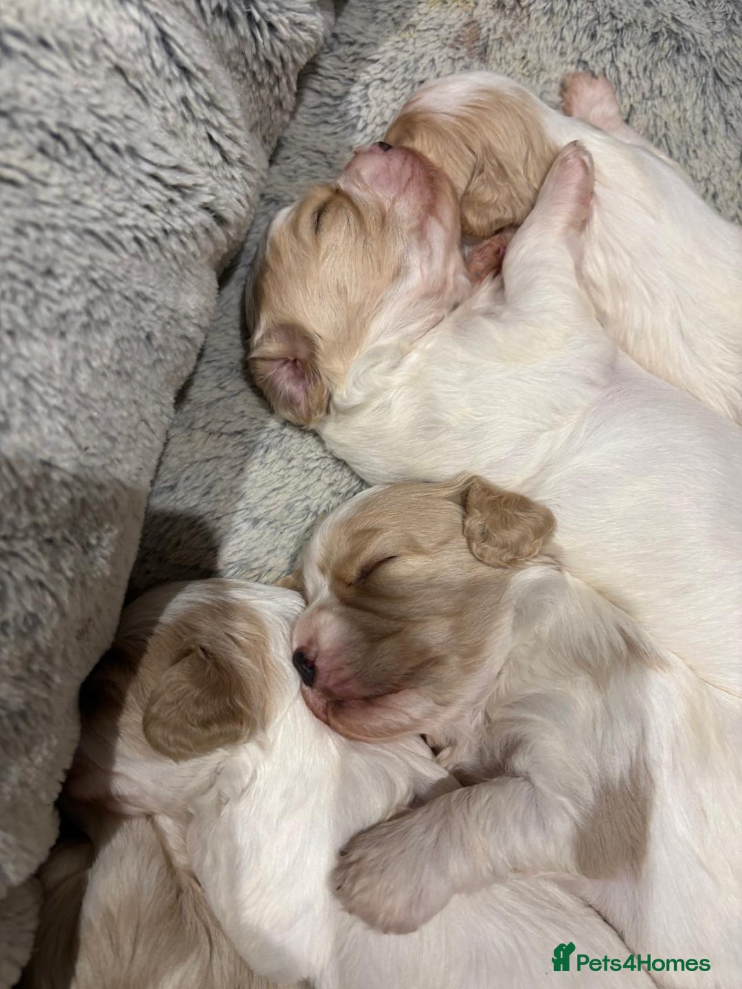 Cavapoochon dogs for sale: ⭐️1 CAVAPOOCHON in Cheshire (KC DAD) ready now✅ - Image 13