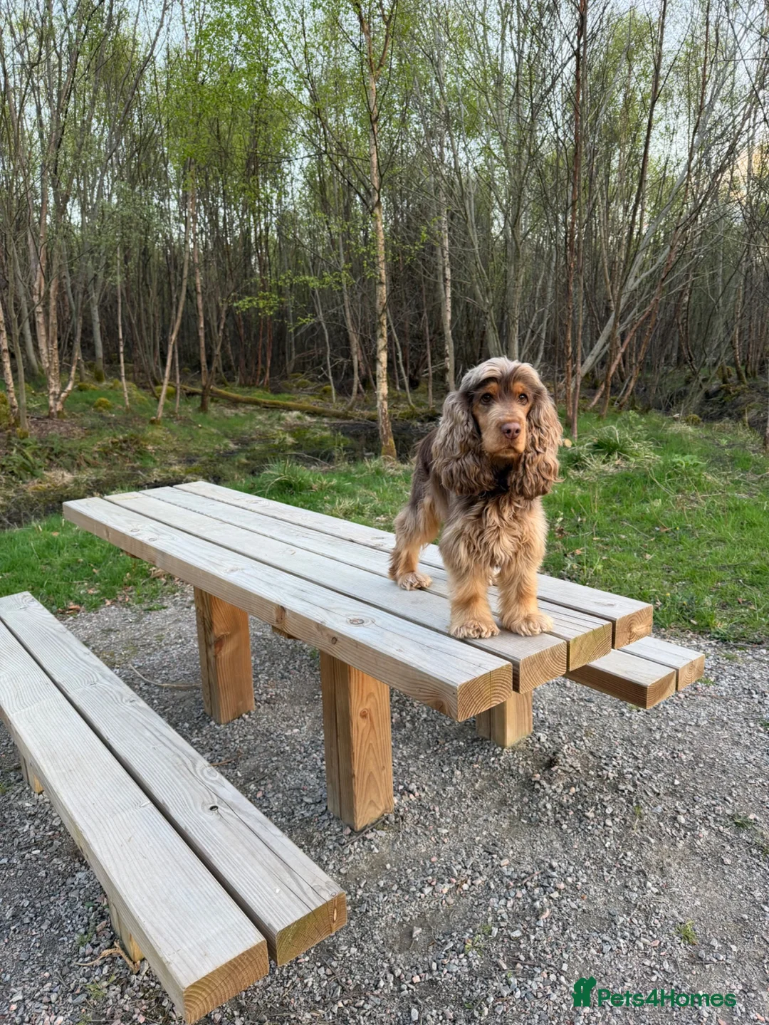 Cocker Spaniel dogs for sale: 7 Show cocker spaniel puppies for sale  in Strathpeffer - Advert 2