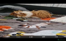 Guinea Pig rodents for sale: Pair of Male Guinea Pigs and complete set up - Image 7