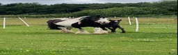 Irish Cob horses for sale: Traditional cob Rosie  in North Walsham - Advert 9