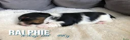 Yorkshire Terrier dogs for sale: Beautiful Litter of Six Biewer Terriers! - Advert 7