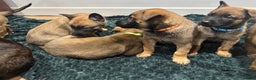 Mixed Breed dogs for sale: Gorgeous GSD X Belgian Malinois Pups Available - Advert 8