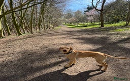 Mixed Breed dogs for sale: 18 month old vizsla/labrador - Advert 2
