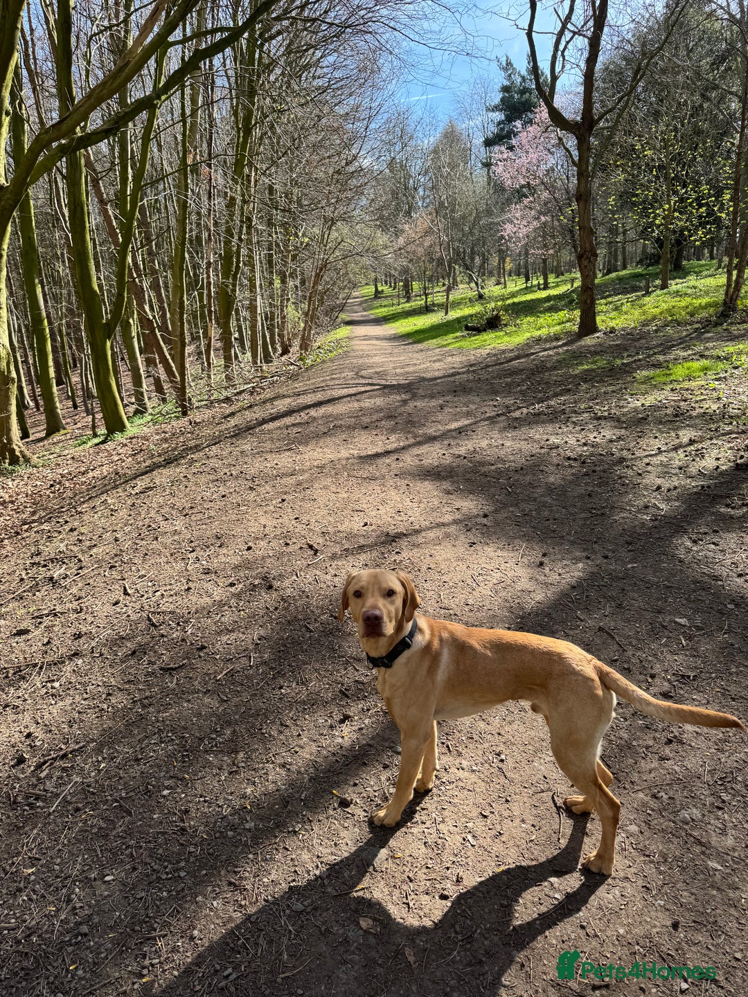 Mixed Breed dogs for sale: 18 month old vizsla/labrador - Advert 2