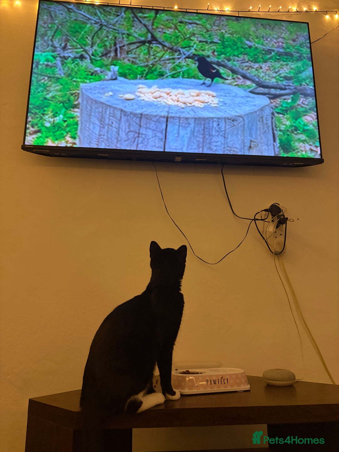 Mixed Breed cats for sale: Milo  - Advert 5