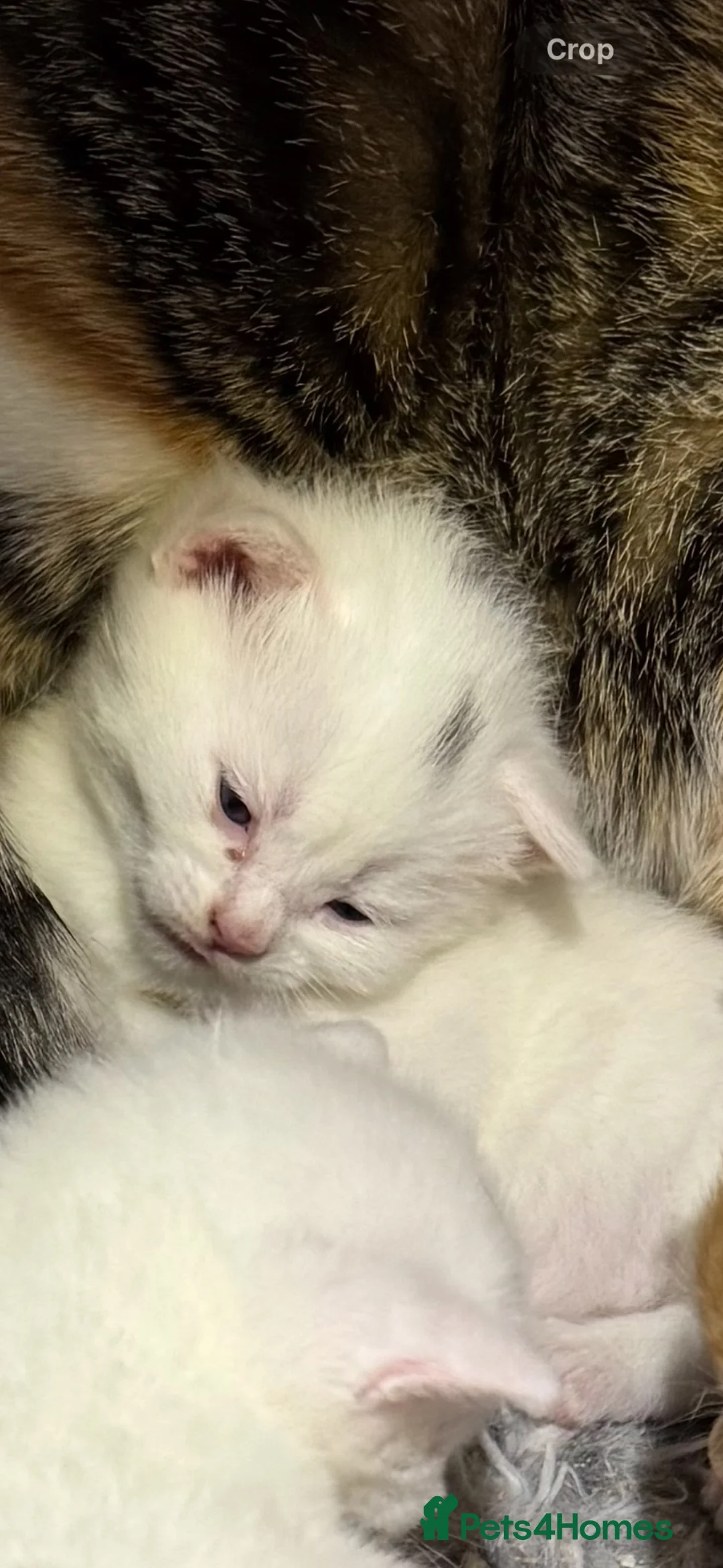 Mixed Breed cats for sale: Gorgeous white male kitten  in Mexborough - Advert 7