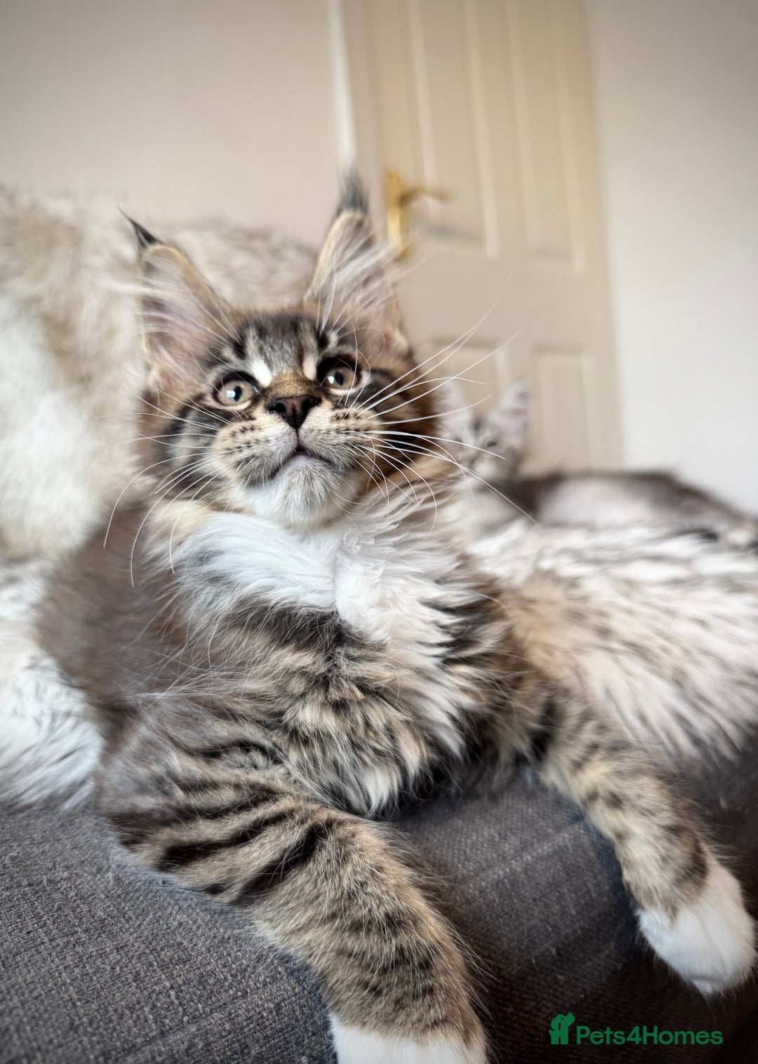 Maine Coon cats for sale: Champions- Bloodline Purebred Maine Coon Kittens  - Advert 11