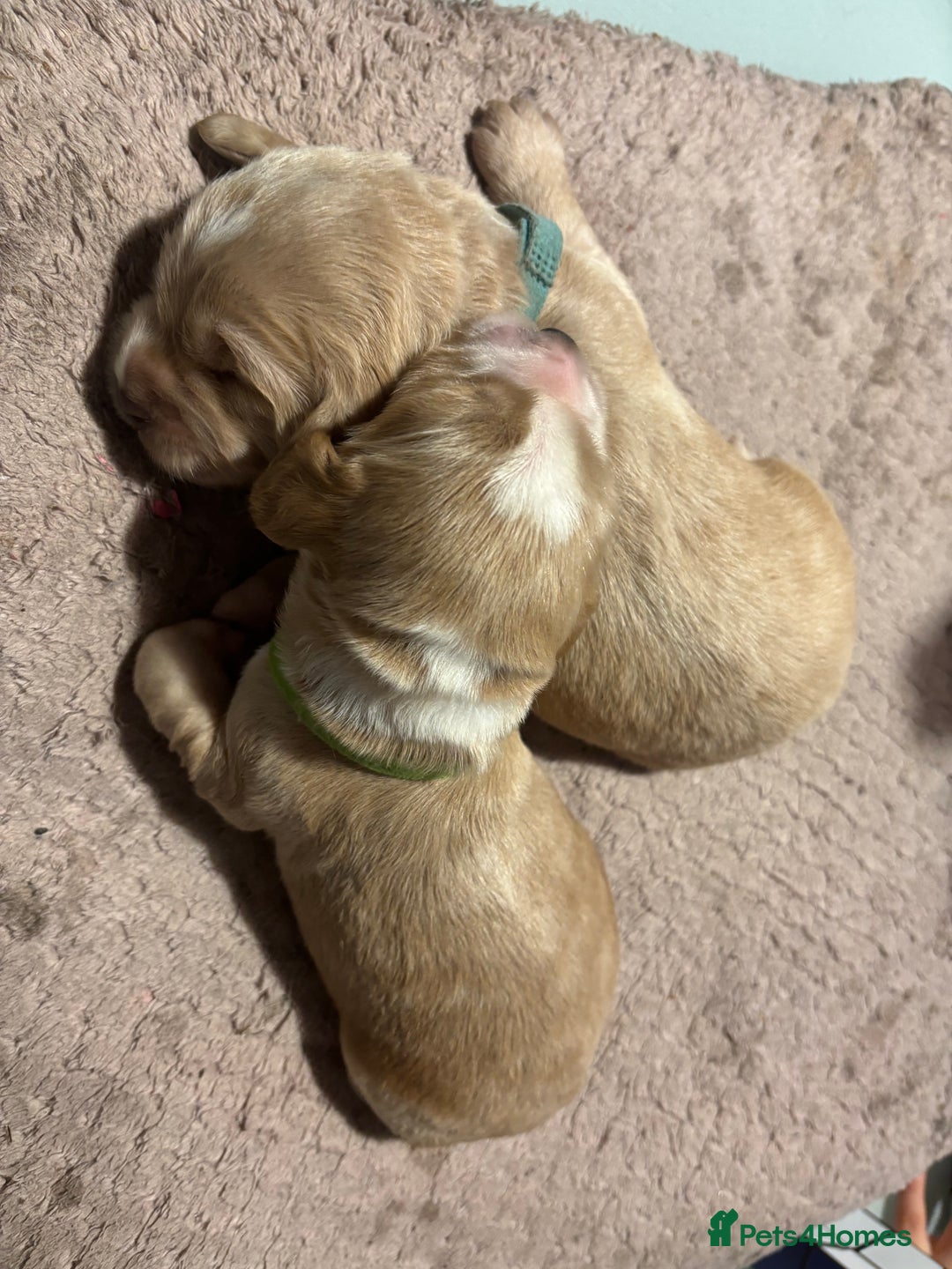 Cocker Spaniel dogs for sale: 6 beautiful cocker spaniels ALL DEPOSIT PAiD - Advert 27