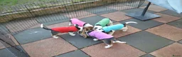 Beagle dogs for sale: CH Sired, Fully Health Tested, KC Reg, Beagle Pups - Advert 15