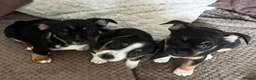Jack Russell dogs for sale: Beautiful litter of 6 puppies  - Advert 14