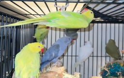 Ringnecks birds for sale: Stunning Baby Indian Ringnecks  - Image 6