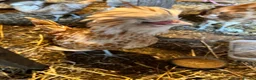 Chickens poultry for sale: Padovana Chamois Cockerel  in Hemel Hempstead - Advert 4