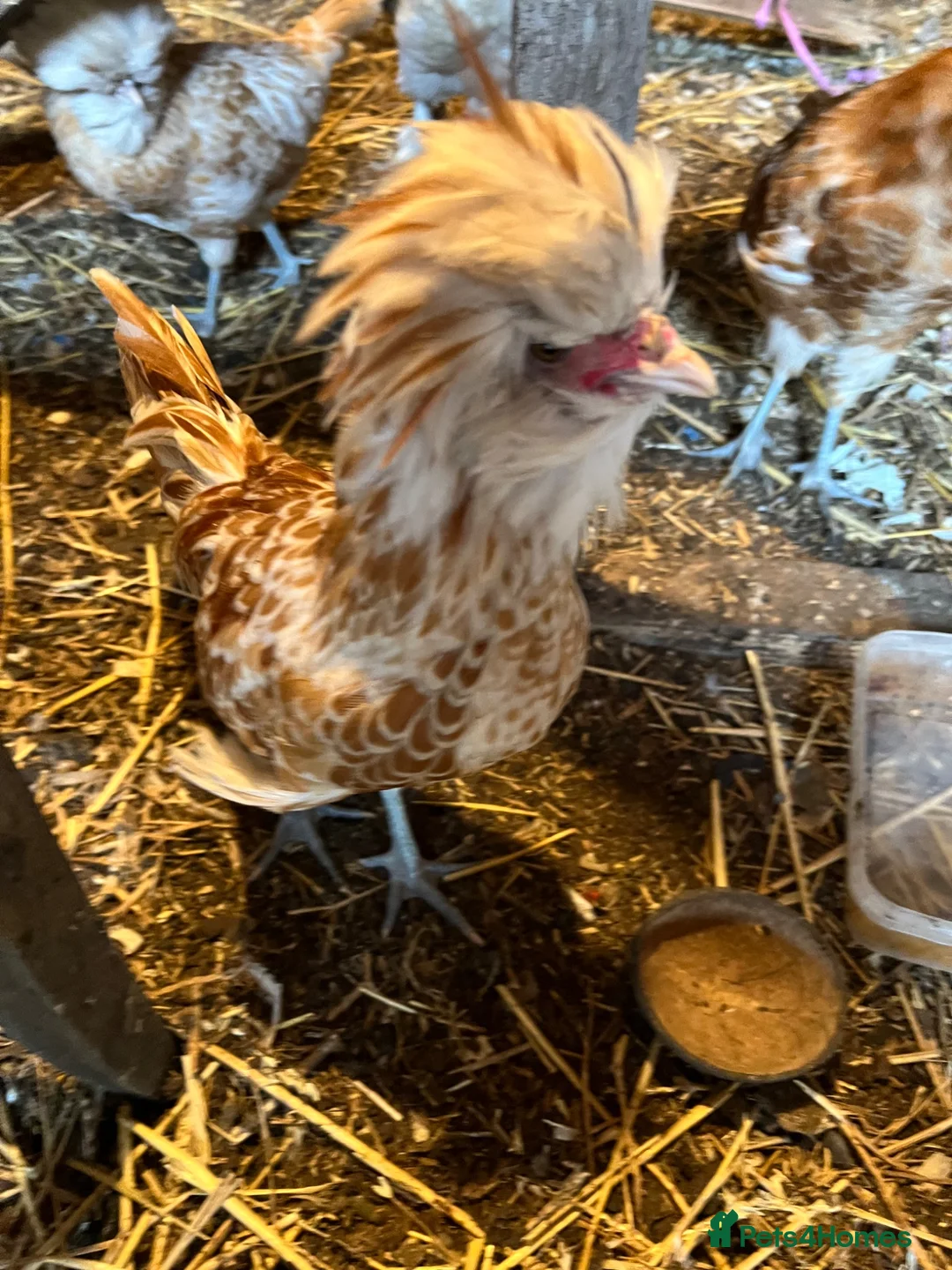 Chickens poultry for sale: Padovana Chamois Cockerel  in Hemel Hempstead - Advert 4