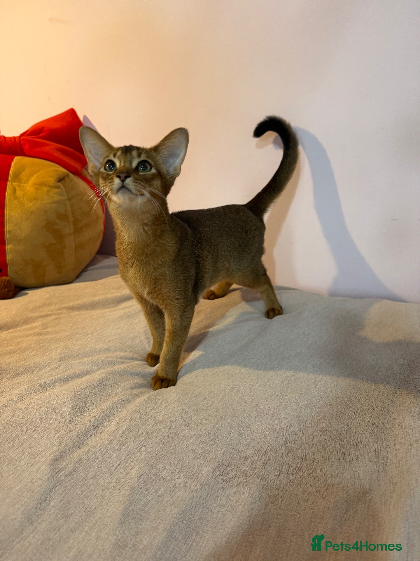 Abyssinian cats TICA Registered Abyssinian × Somali Kittens - Advert 1