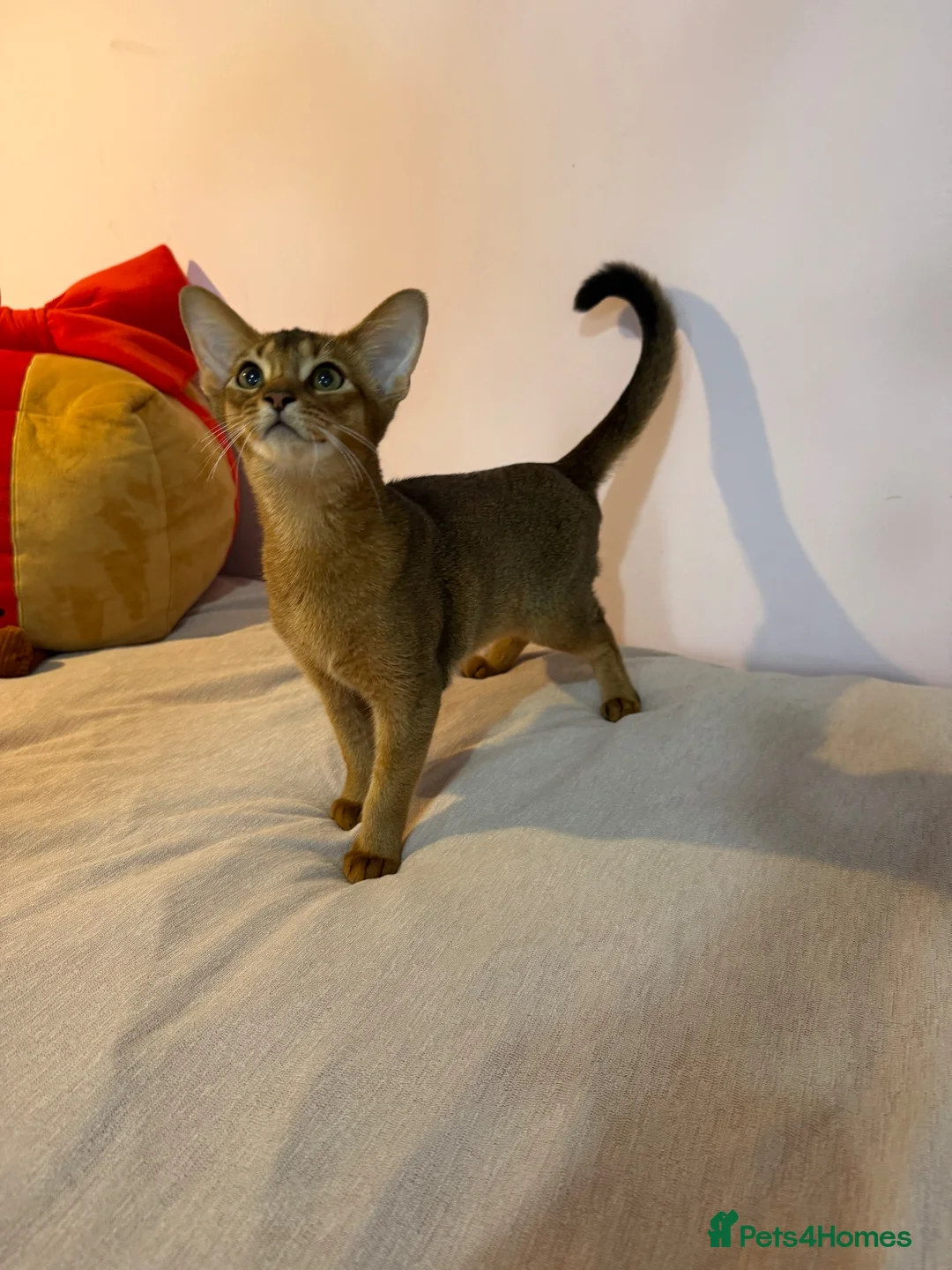 Abyssinian cats for sale: TICA Registered Abyssinian × Somali Kittens - Advert 1