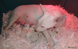 English Bull Terrier dogs for sale: English bull Terrier  - Image 2