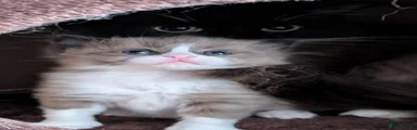 Ragdoll Kitten 1