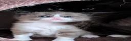 Ragdoll cats for sale: Ragdoll Kittens MINK Boy & girl - Advert 2